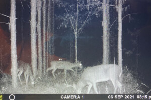 Multiple deer exploring area with Skull Reaper