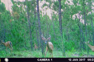 Multiple deer in Skull Reaper site