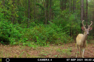 Buck exploring area with Skull Reaper Deer Attractant