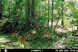 Deer exploring area with Skull Reaper Deer Attractant