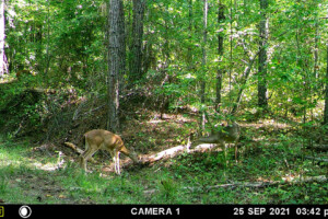 Deer exploring area with Skull Reaper