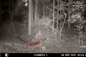 Deer exploring area with Skull Reaper in circled area