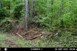 Deer exploring area with Skull Reaper